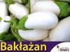 Oberżyna Bakłażan White Egg (Solanum melongena)