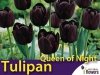 Tulipan pojedyńczy późny 'Queen of Night' (Tulipa) CEBULKI
