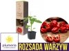 Papryka ostra Habanero Red (Rozsada warzyw) Sadzonka P8