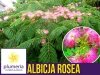 Albicja - Jedwabne Drzewko (Albicja Rosea) Sadzonka C3