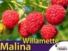 Malina czerwona Willamette (Rubus idaeus) Sadzonka