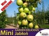 DRZEWKO MINI OWOCOWE Mini Jabłoń 'Garden Delicious' (Malus) Sadzonka