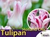 Tulipan liliokształtny 'Holland Chic' (Tulipa) CEBULKI