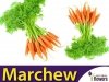 Marchew Pierwszy Zbiór Wczesna nasiona