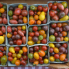 Nasiona pomidorów cena za kg
