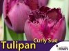 Tulipan strzępiasty 'Curly Sue' (Tulipa) CEBULKI