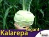 Kalarepa Gigant XL 50g (Brassica oleracea convar. acephala var. gongyglodes)