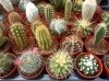 Kaktusy MIX 5 sztuk (Cactaceae) Roślina domowa P5,5 - S