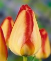 cebulki tulipana darwina