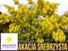 Akacja srebrzysta (Acacia dealbata) nasiona 20szt