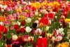 Purpurowo- czerwony tulipan 