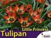 Tulipan botaniczny 'Little Princess' (Tulipa) CEBULKI
