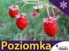 Poziomka Regina Sadzonka (Fragaria vesca) duże owoce