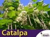 Surmia - Storczykowe drzewo (Catalpa bignonioides) Sadzonka