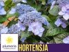 Hortensja ogrodowa Endless Summer® POP STAR (Hydrangea macrophylla) Sadzonka P12