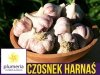 Czosnek zimowy polska odmiana