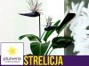 Strelicja biała NICOLAI (Strelitzia nicolai) Roślina domowa P17 - XL