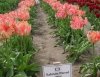 Piękne tulipany Salomon Parrot