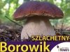 Mikoryza Grzybnia Borowik Szlachetny (Boletus edulis) XXL 100g