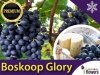 Winorośl deserowa 'Boskoop Glory' (Vitis) Sadzonka