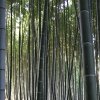 Czarny bambus uprawa