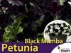 Petunia Crayzytunia 'Black Mamba' Sadzonka