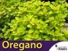 Oregano 'Aureum Gold' (Origanum vulgare) SADZONKA