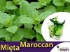 Mięta Marokańska (Mentha spicata Moroccan) Sadzonka C1