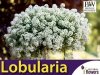 Lobularia 'Snow Princess' (Smagliczka nadmorska) Sadzonka