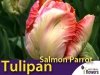 Tulipan Papuzi 'Salmon Parrot' (Tulipa) CEBULKI