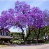 Paulownia sadzonki gdzie kupić