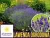 Lawenda ogrodowa (Lavandula vera) Sadzonka