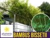 Zielony Bambus Drzewiasty BISSETII Mrozoodporny (Phyllostachys) Sadzonka XL-C5