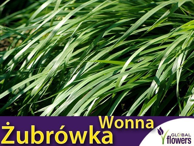Trawa Zubrowka Sadzonka Niska Cena Turowka Wonna Plumeria Pl