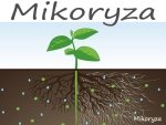 Słów kilka o mikoryzie