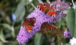 Budleja - jak sadzić i pielęgnować motyli krzew ?