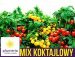 MIX pomidorów koktajlowych - zestaw 5 odmian pomidorów nasiona Z3