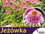 Jeżówka BUTTERFLY KISSES (Echinacea) Sadzonka C1