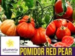 Pomidor RED PEAR Czerwona Gruszka (Lycopersicon Esculentum) nasiona 0,5g