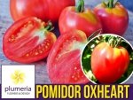 Pomidor OXHEART Bawole Serce (Lycopersicon Esculentum) nasiona 0,2g
