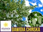 Dawidia Chińska Drzewko chusteczkowe (Davidia involucrata) Sadzonka  XL-C5