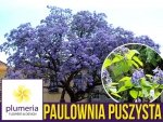 Paulownia Puszysta - Cesarskie Drzewko Szczęscia (Paulownia Tomentosa) Sadzonka P9/C1