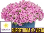 Supertunia® VISTA różowa Sadzonka P12 x 4 szt.