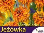 Jeżówka MARMALADE (Echinacea) Sadzonka C1