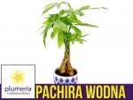 Pachira wodna (Pachira aquatica) Roślina domowa P14 - L