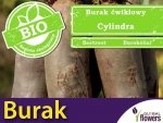 BIO Burak ćwikłowy CYLINDRA nasiona ekologiczne 10g