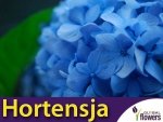 Hortensja ogrodowa NIKKO BLUE (Hydrangea macrophylla) sadzonka P12/C1