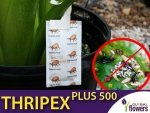 THRIPEX PLUS 500 dobroczynek wielożerny (do zwalczania wciornastków)