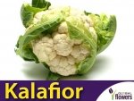 Kalafior PIONIER biały (Brassica oleracea convar.) 1g 