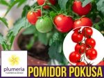 Pomidor CHERRY POKUSA Czereśniowy (Lycopersicon Esculentum) nasiona 0,5+0,1g